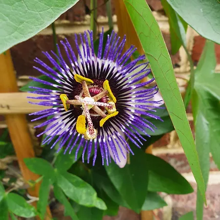 Rum i privatbostad Chambre Privee, A L'Ombre Des Pommiers *