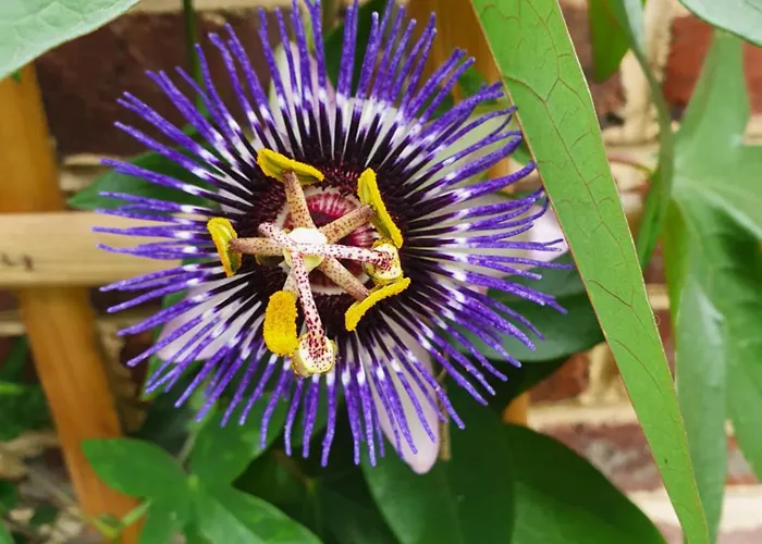 Habitación en casa particular Chambre privée, A l'ombre des Pommiers *